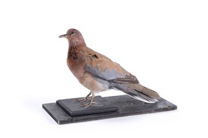 Image description is not available for 2012.1.4